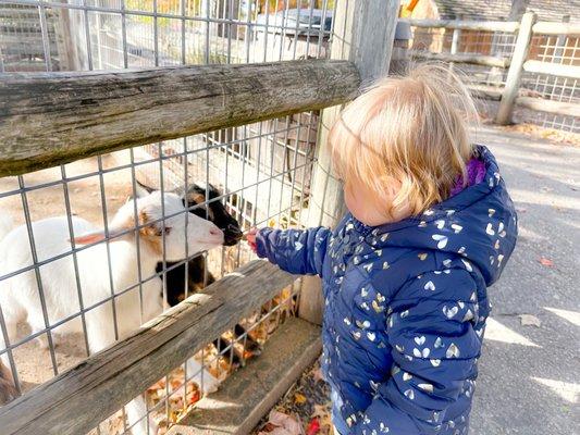 Feeding the goats