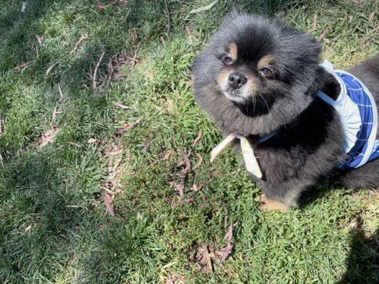 After I washed and groomed her she did a little local doggy fashion show