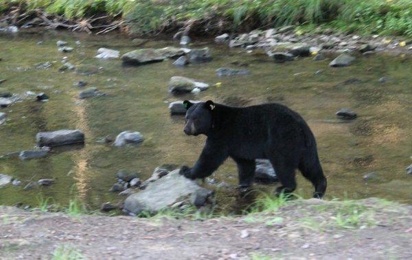 One of our "Forest Friends" cooling off on a warm sunny day!