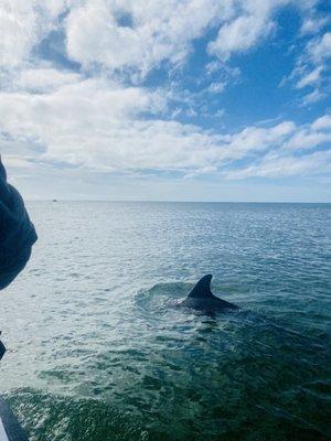 Dolphin in cape romano