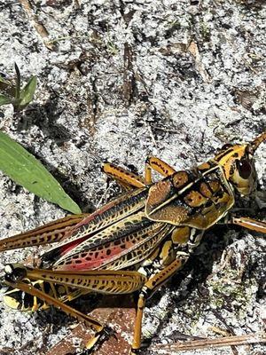 Citrus Hammock Preserve