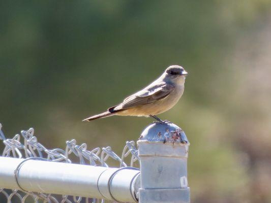 Say's phoebe