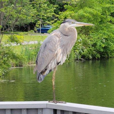 The park's resident mascot