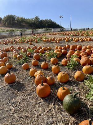 Cal Poly Pomona Pumpkin Festival