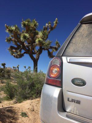 Joshua Tree National Park