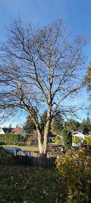 Tree trimming in Tacoma WA area.