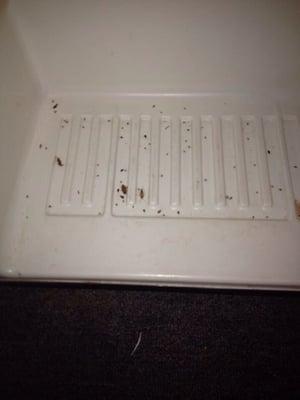 Here's some of the roaches the staff "didn't see" when they came into our apartment after we requested pest control for 9 months