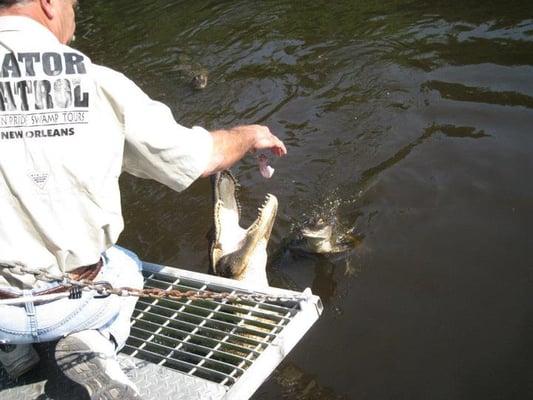 The guide feeding the gators.  Those gators sure can jump!