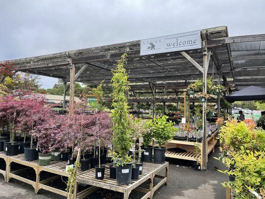 Plants for sale outdoors at Sloat Garden Center in Mill Valley.