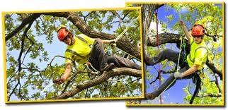 Wades Total Tree Service