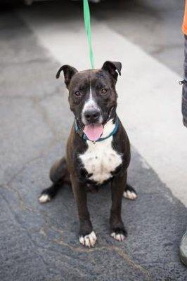 Oso is looking for a wonderful new home!   If you would like to meet him, stop by!