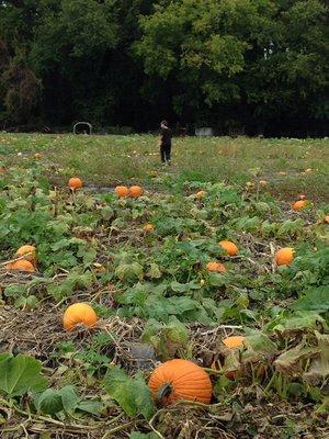 Pumpkin patch in early October