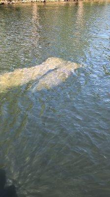 Manatee