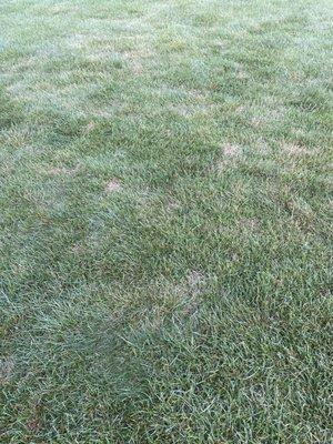 Front lawn-see dead patched throughout. Total unhealthy lawn for paying $300 for the season.