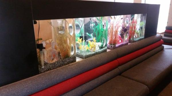 Fish tanks in the waiting area