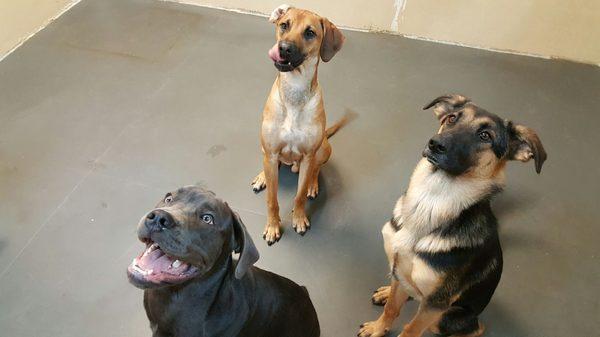 Break from play to try and show their tricks for those treats.