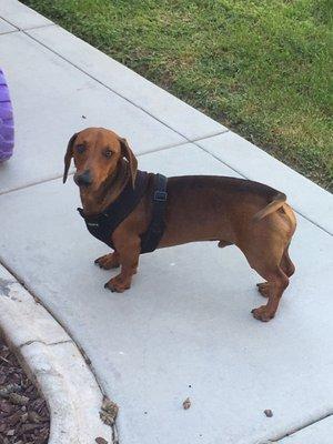 Southern California Dachshund Relief