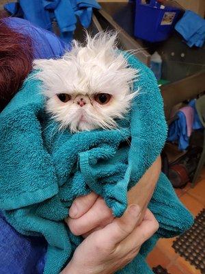 Kitty gets a bath!