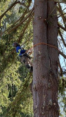 Tree service