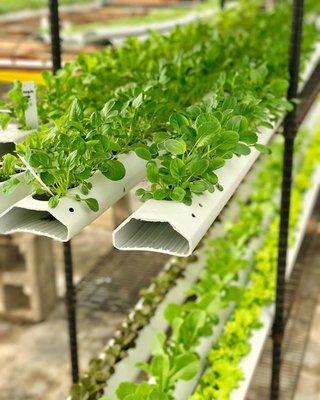 Hydroponic Channel