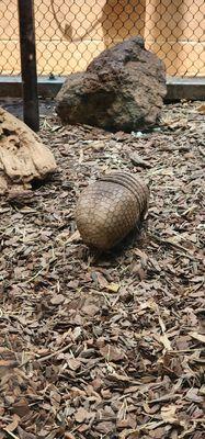 Armadillo