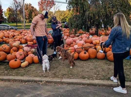 Dogs on leashes making new friends in the pumpkin patch