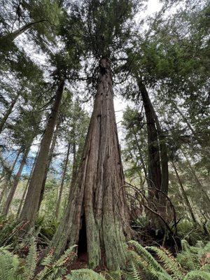 South Whidbey State Park - the stunning ancient cedar