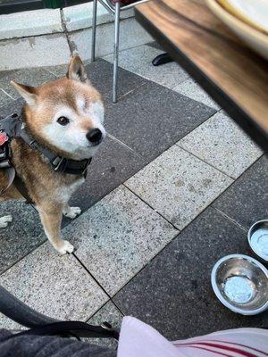 Dog meal + satisfied customer