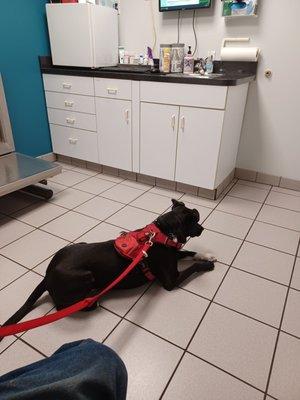 Bailey is waiting on  Dr. Paul Fedyniak