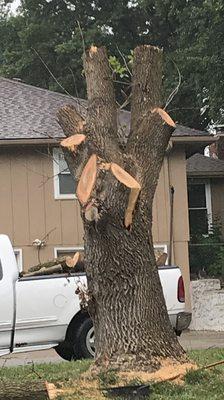 Little Man Tree Service