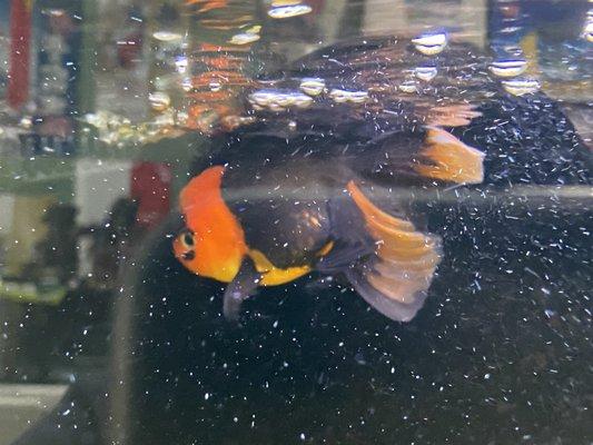 Apache oranda w/ complementary swimbladder disorder, $300