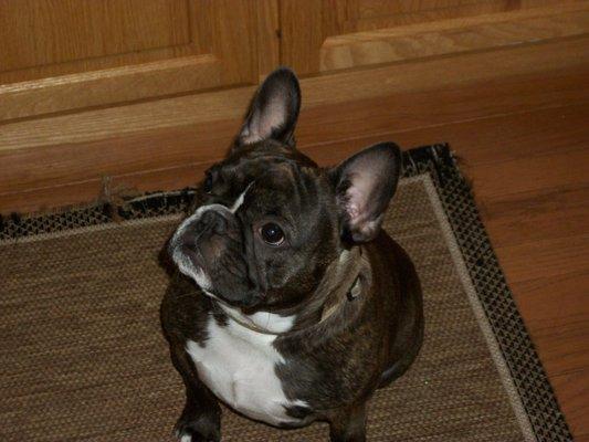 Flash, our brindle french bulldog.