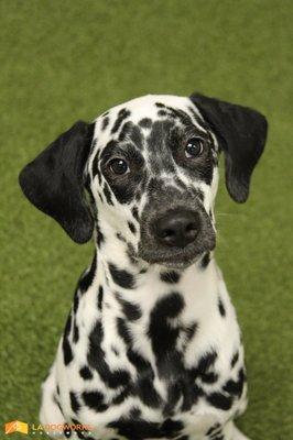 Doe'Boy, the Dalmatian Puppy!