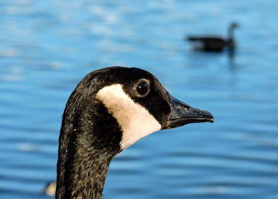 Canadian Goose