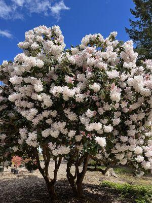 Castle Rock Nursery