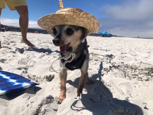 His last beach day. Summer of 2023