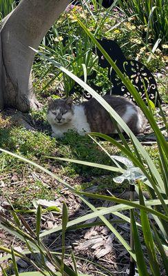 Escalon Small Animal Clinic