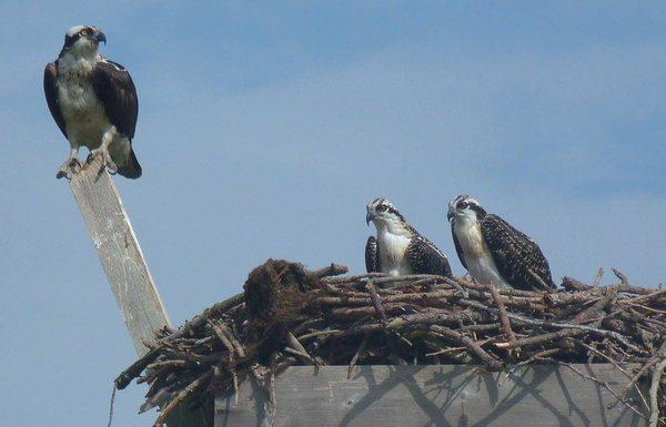 Osprey nest on the driving range with their youngsters.