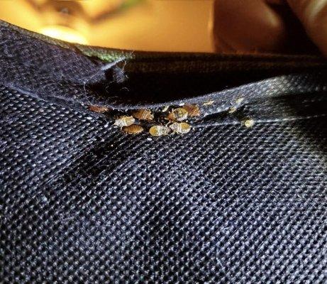 bedbugs nesting in furniture