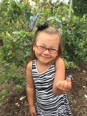 The berries were juicy and easy to pick.