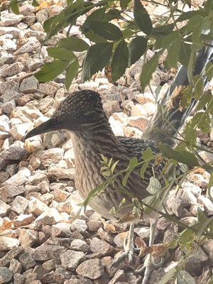 They say when a roadrunner appears in front of you it's good luck.