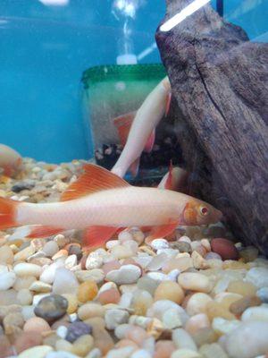 Albino rainbow shark