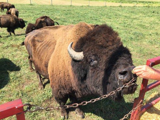 Large Bison