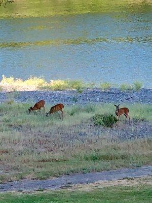 View of the wildlife from the private balcony