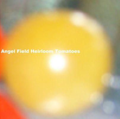 Angel Field Heirloom Tomatoes & Garden Seeds