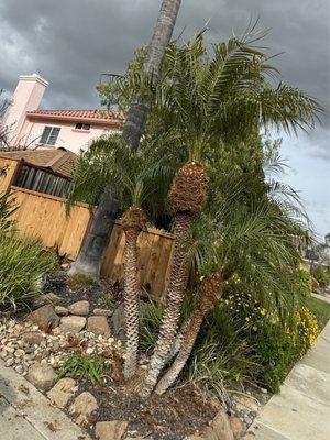 Pigmy date palm getting fancied up for  summer.