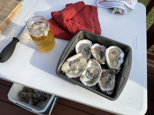 Chesapeake Bay oysters perfect for grilling