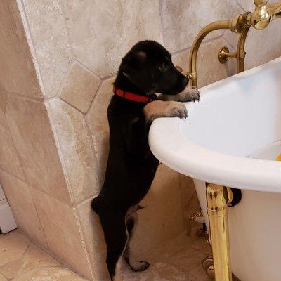 Ace watching the kids in the tub wishing he could hop in lol