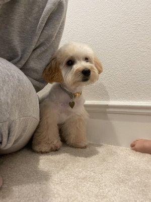 Ollie the regal pup after his first puppy groom!!