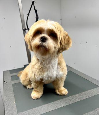 Just a puppy who wasn't sure about the service, but didn't mind his look.